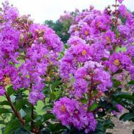 CRAPE MYRTLE CATAWBA #5