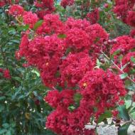 CRAPE MYRTLE CENTENIAL SPIRT #10