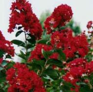 CRAPE MYRTLE DYNAMITE #10