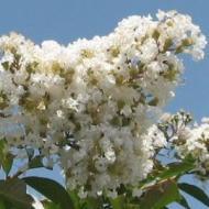 CRAPE MYRTLE NATCHEZ #5