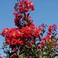 CRAPE MYRTLE RED ROCKET #5