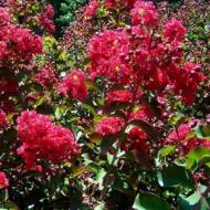 CRAPE MYRTLE TONTO #5