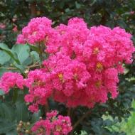 CRAPE MYRTLE TUSCARORA #5