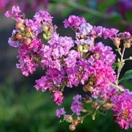 CRAPE MYRTLE ZUNI #5