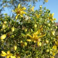 CREOSOTE BUSH #5