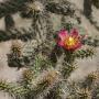 CACTUS CHOLLA TREE #5