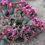 PRICKLY PEAR BEAVERTAIL #3