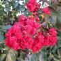 CRAPE MYRTLE ARAPAHO #5