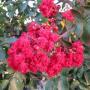 CRAPE MYRTLE ARAPAHO #5