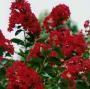 CRAPE MYRTLE DYNAMITE #5