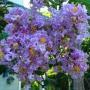 CRAPE MYRTLE MUSKOGEE #5