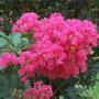 CRAPE MYRTLE TUSCARORA #15