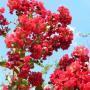 CRAPE MYRTLE WATERMELON RED #15