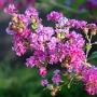 CRAPE MYRTLE ZUNI #15