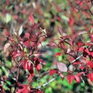 DOGWOOD RED OSIER REDTWIG #5