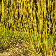 DOGWOOD YELLOWTWIG #5