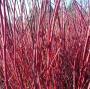 DOGWOOD ISANTI REDTWIG #5