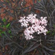 ELDER BLACK LACE #2