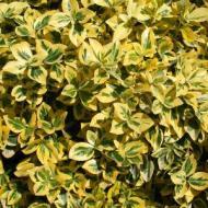 EUONYMUS EMERALD & GOLD #2