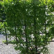 EUONYMUS MANHATTAN ESP #10