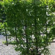 EUONYMUS MANHATTAN ESP #5
