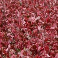 EUONYMUS PURPL WINTER CREEPER #1