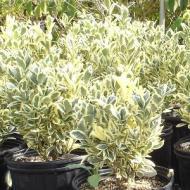 EUONYMUS SILVER KING #5