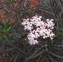 ELDER BLACK LACE #2