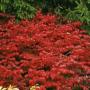 EUONYMUS BURNING BUSH FIREBAL #2