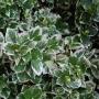 EUONYMUS EMERALD GAIETY #1