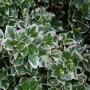 EUONYMUS EMERALD GAIETY #2