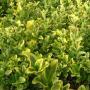 EUONYMUS GOLDEN #5