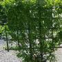EUONYMUS MANHATTAN ESP #10