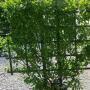 EUONYMUS MANHATTAN ESP #5