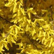 FORSYTHIA GOLD TIDE DWF #5