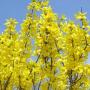 FORSYTHIA LYNWOOD GOLD #5