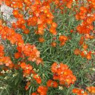 GLOBE MALLOW #5