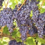 GRAPE CONCORD #1