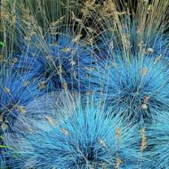 GRASS BLUE FESCUE #1