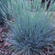 GRASS BLUE FESCUE BOULDER #1