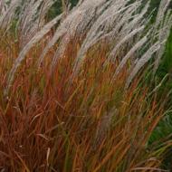 GRASS BLUESTEM BIG #1