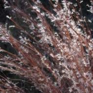 GRASS BLUESTEM LITTLE #5