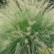 GRASS DROPSEED GIANT SACATON #1