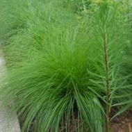 GRASS DROPSEED PRAIRIE #1