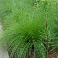 GRASS DROPSEED PRAIRIE #1