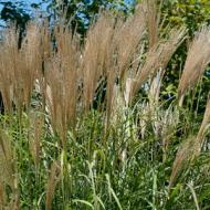 GRASS FEATHER REED AVALANCHE #1