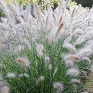 GRASS FOUNTAIN HAMELN DWF #3