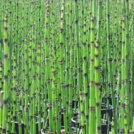 GRASS HORSETAIL REED #1