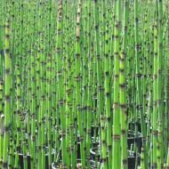 GRASS HORSETAIL REED #5