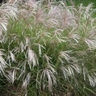 GRASS MAIDEN YAKU JIMA #5